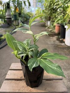 コスタス・スペシオサス・斑入 ★ Costus Speciosus Variegata