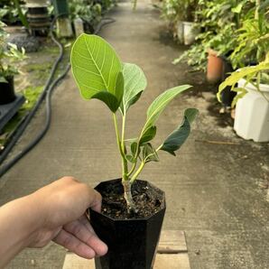 フィッカス・ベンガレンシス・クリシュナ ★ Ficus Benghalensis ' Krishnae 'の画像8