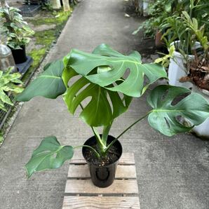 モンステラ・デリシオサ・奇形 ★ Monstera Deliciosa ' Deformed-Leaf 'の画像2