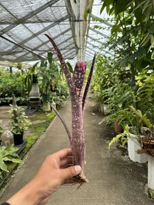 ビルベルギア・サンデルシー ★ Billbergia Sunderscie