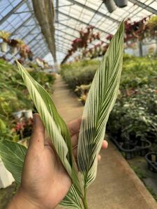  white .getou( month peach )* Alpinia Zerumbet White-Variegata