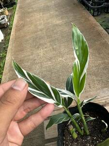 ゲットウ・白斑（月桃）★ Alpinia Zerumbet White-Variegata