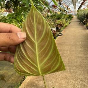 フィロデンドロン・トリュンファン ★ Philodendron Triumphanの画像7