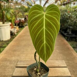 フィロデンドロン・トリュンファン ★ Philodendron Triumphanの画像1