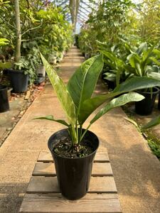 アンスリウム・フーケリー・斑入 ★ Anthurium Hookeri Variegata