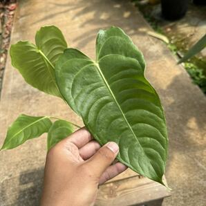 アンスリウム・ベイチー ★Anthurium Veitchiiの画像4