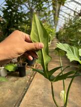 フィロデンドロン・ゴールデンドラゴン・ナローリーフ ★ Philodendron Golden-Dragon ' Narrow-Leaf '_画像5