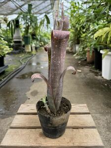  Bill bell gear * fan tajia Karl * Billbergia Fantasia-Carl