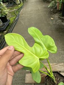 フィロデンドロン・ビペンニフォリウム・オーレア ★Philodendron Bipennifolium Aurea