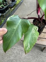 フィロデンドロン・レッドエメラルド・斑入 ★ Philodendron Red-Emerald Variegata_画像6