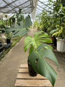 モンステラ・デリシオサ・コンパクタ ★ Monstera Deliciosa Compacta 