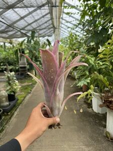  Bill bell gear * Louis -z* spot * Billbergia Louise ' Spot '