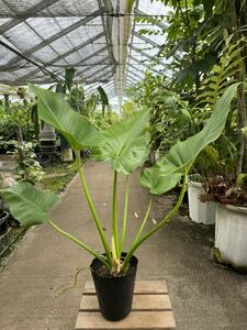 フィロデンドロン・ギガンティウム ★ Philodendron Giganteum