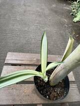 ビルベルギア・ルイーズ・スペシャル・ココ ★ Billbergia Louise Special ' Coco '_画像5