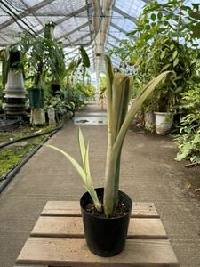 ビルベルギア・ルイーズ・スペシャル・ココ ★ Billbergia Louise Special ' Coco '