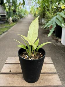 アンスリウム・フーケリー・実生・斑入 ★ Anthurium Hookeri Variegata