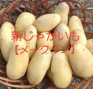 新じゃがいも【メークイン】小玉　農薬不使用