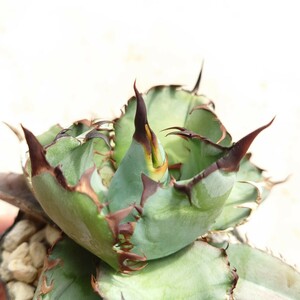  agave chitanota black and blue 1 stock departure root ending plant tag attaching 