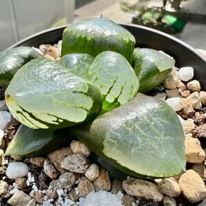 多肉植物 ハオルチア 玉玲瓏 葉挿し苗 5cm鉢