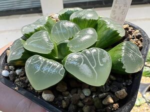 多肉植物 ハオルチア 自宅実生コレクタ 044番 (特丸心型雲窓)葉挿し苗 5cm鉢