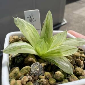 多肉植物 ハオルチア オブツーサ 錦 花火 極上斑 カキコ 5cm鉢