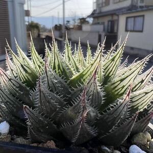 多肉植物 ハオルチア 自宅実生オブツーサ70番 葉挿し苗 5cm鉢