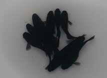 オロチ50個 。真っ黒です。オロチメダカの有精卵50個(保証10個含む) _画像2