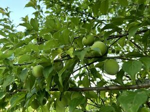 【京芳菜園】　青梅　南高梅　自家栽培　無農薬 傷あり 2kg 梅干し 梅ジュース 梅酒 梅ジャム などに♪ 