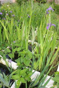 斑入りカキツバタ（紫花と白花おまけ）計３株