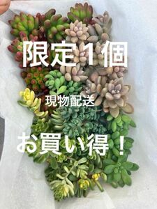 現物配送　姫秋麗　斑入タイトゴメ　虹の玉　ダシフィルム　パープルヘイズ　 ピンクベリー　多肉植物 カット苗 カラフル寄せ植え　人気