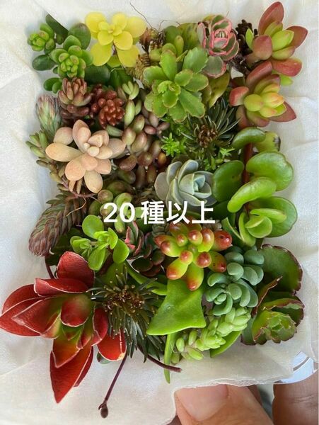 小　多肉植物　カット苗　チマチマ寄せ植え　カラフル寄せ植え　詰め合わせ 多肉植物カット苗 おまかせカラフル寄せ植えセット