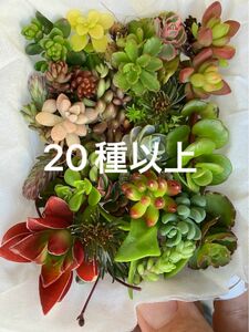 小　多肉植物　カット苗　チマチマ寄せ植え　カラフル寄せ植え　詰め合わせ