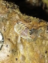 スピノサスダンゴムシ（Pseudarmadillo spinosus）　5匹　ワラジムシ・ダンゴムシ・奇蟲_画像2