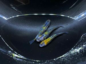 [ミクめだか] 極上種親　サボラメ オス2 メス1 現物個体　産卵中
