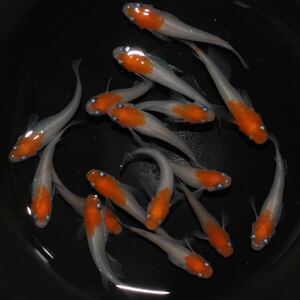 【高州めだか】女雛紅白　稚魚15匹＋保証　☆品評会一席血統☆ 紅白メダカ