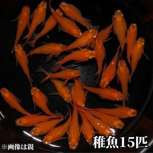 【高州めだか】朱赤ダルマ　稚魚15匹＋保証　☆品評会一席血統☆ 初恋　紅帝ダルマ