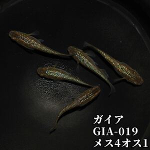 【高州めだか】ガイア　オス1メス4 ☆送料無料☆譲渡証付き　GIA-019 メダカ