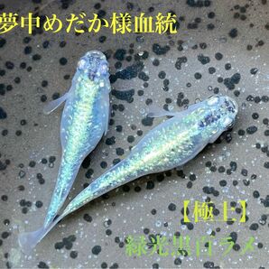 【夢中めだか様血統】■緑光黒百ラメ■極上■卵 30個＋α （ハイビスカス、サンシャイン、フロマージュ、ミッドナイトフリル、スペード