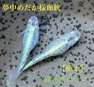 【夢中めだか様血統】■緑光黒百ラメ■極上■卵 30個＋α （ハイビスカス、サンシャイン、フロマージュ、ミッドナイトフリル、スペード