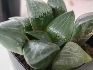 多肉植物 ハオルシア 　コンコル錦×コンプト　実生苗