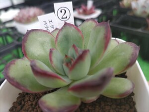 多肉植物 エケベリア 　バラのミ一トソ一ス②　w-5cm