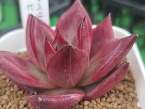 多肉植物 エケベリア 　ロビン②　w-5cm