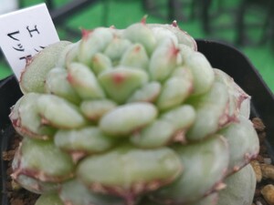 多肉植物 エケベリア 　レッドベルベット　w-5cm