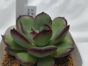 多肉植物 エケベリア 　バラのミ一トソ一ス②　w-6cm