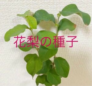 花梨かりんの種30粒