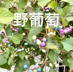 野葡萄　抜き苗1株　挿木2年目　大株