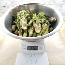 タラの芽 北海道 道東産 山菜 初採り 21 天然 たらの芽 無農薬 山菜の王様 300g_画像3