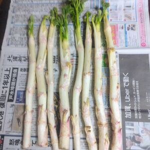 山菜 山ウド(軟化栽培 緑化ウド 無農薬）うど 1kg