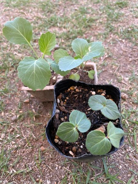 無農薬！！　　夏野菜！！　キャベツ　オクラ　　　　　　　　赤ちゃん苗