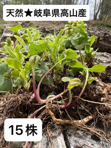 ★天然★　岐阜県高山産　ふきのとう苗　　　　　　１5苗以上　ふきのとう　きゃらぶき　ふきみそ